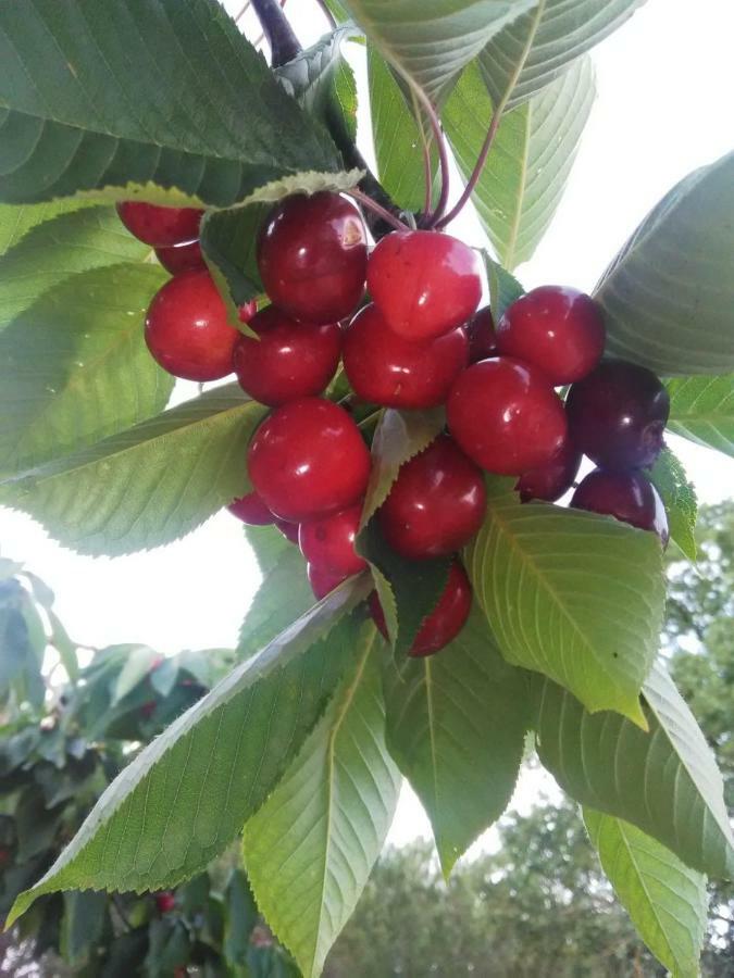 Supramurgia Agribistrot Кассано-делле-Мурдже Экстерьер фото